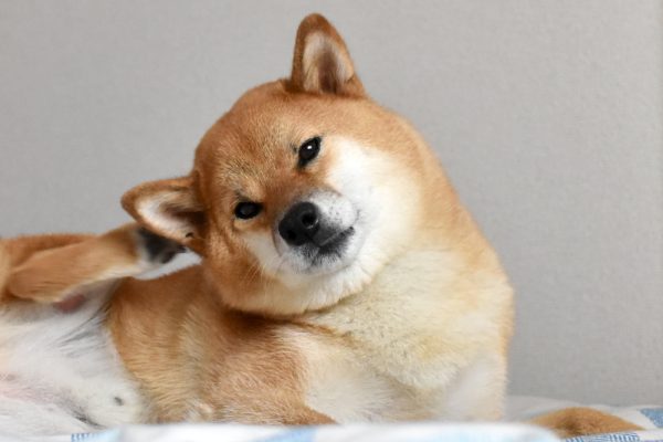 shiba inu dog scratching its ear