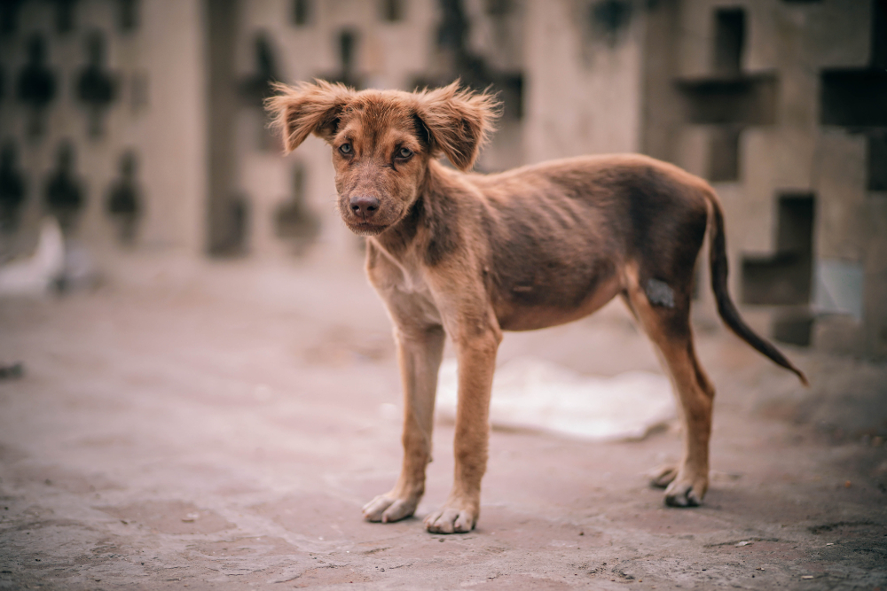 Malnourished Skinny Puppy