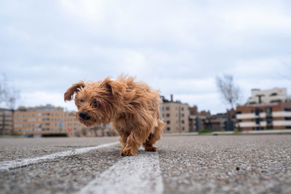 small dog walking on the road