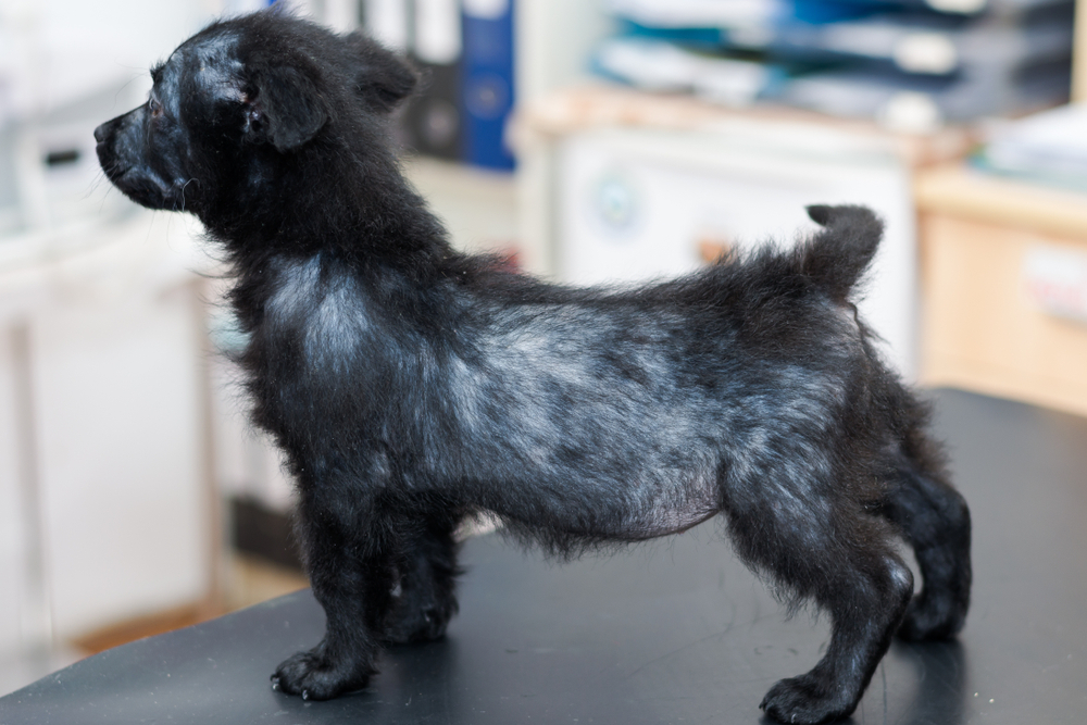 small dog with generalized alopecia