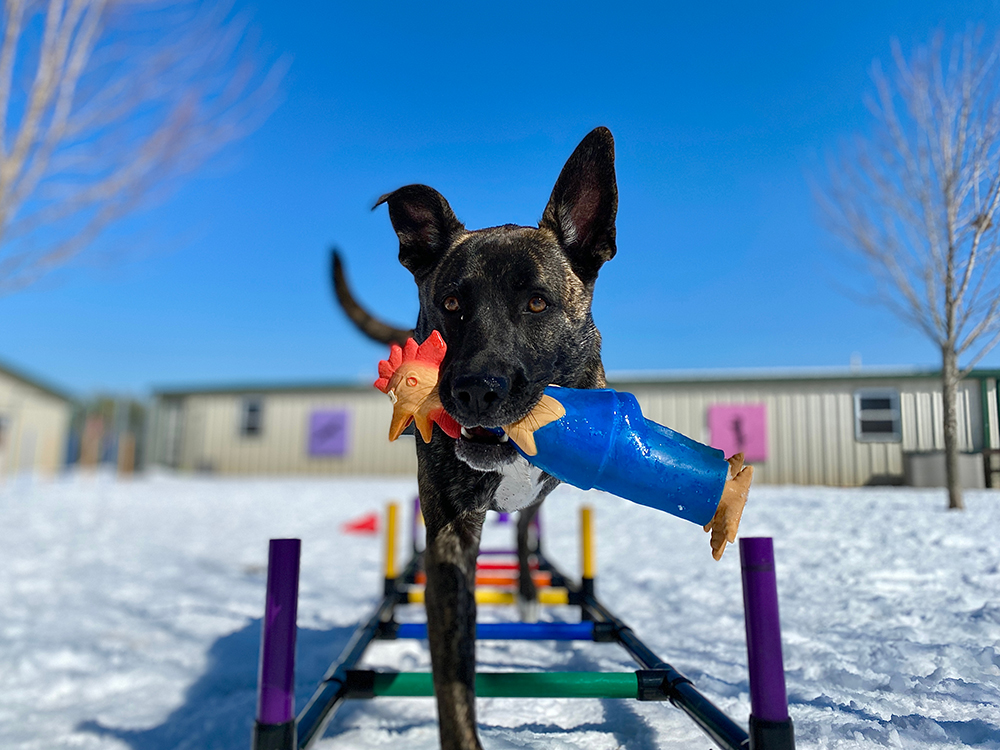 tripod dog showing his toy to the camera