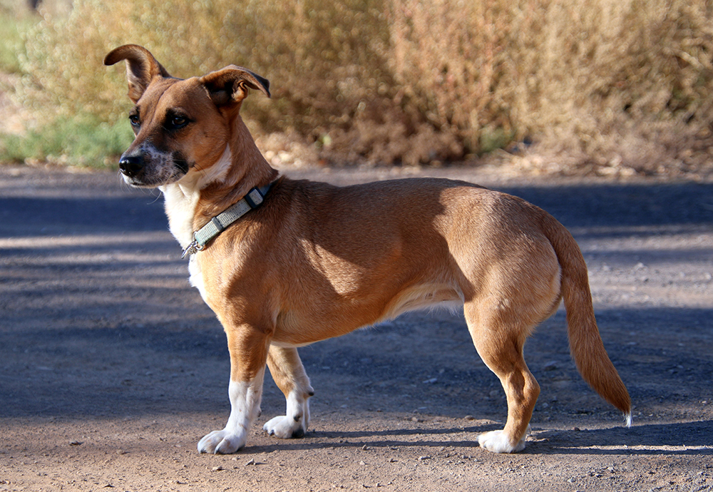 tripod Jackshund dog standing in the road