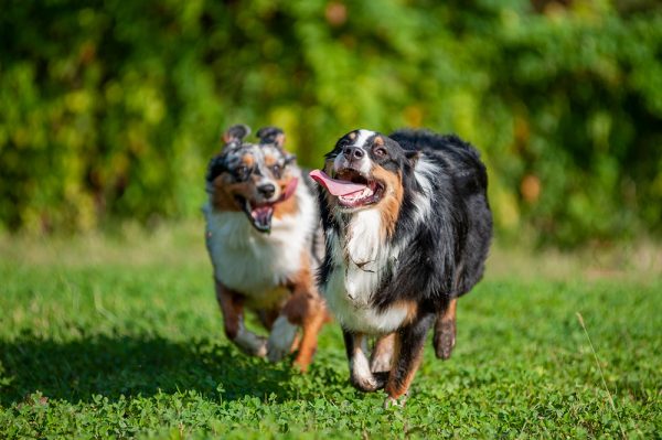Two australian shepherd dogs playing outdoor