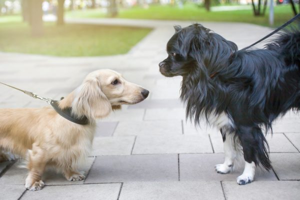 two dogs for a walk and meets at the park