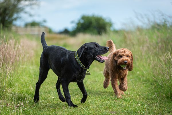 two dogs playing in the field with ball