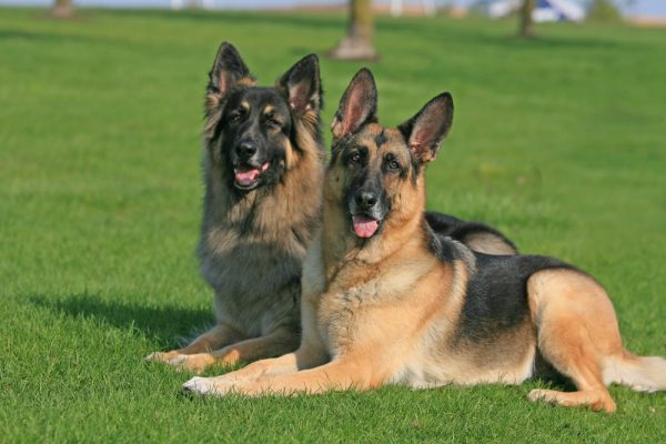 two-german-shepherd-dog-lying-in-the-grass