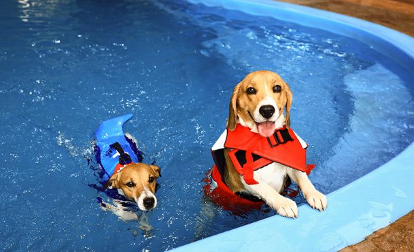 two male dogs happily swimming in the pool