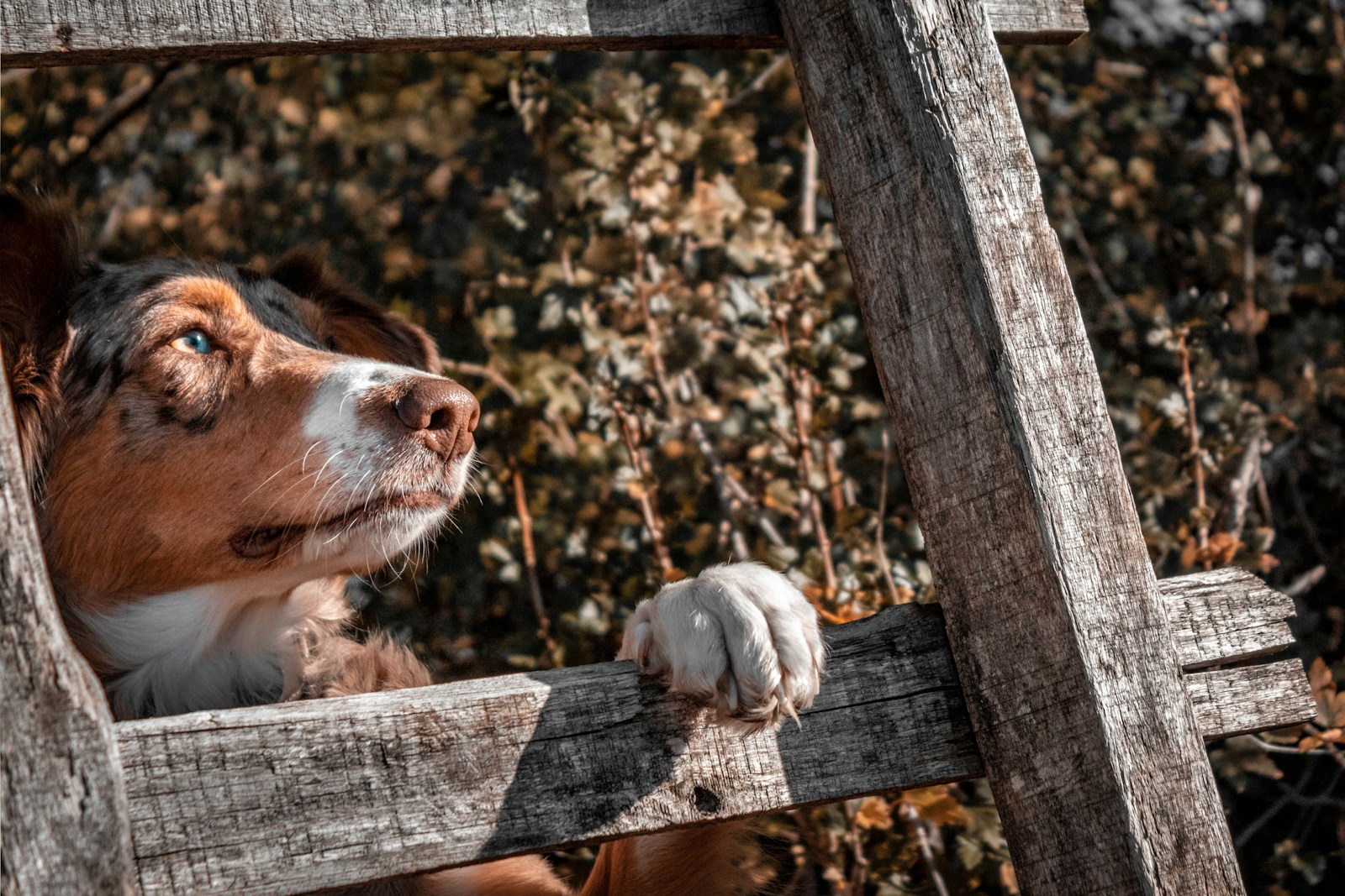 brown dog