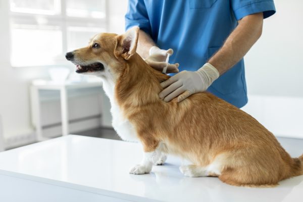 vet administering medicine to pembroke welsh corgi dog