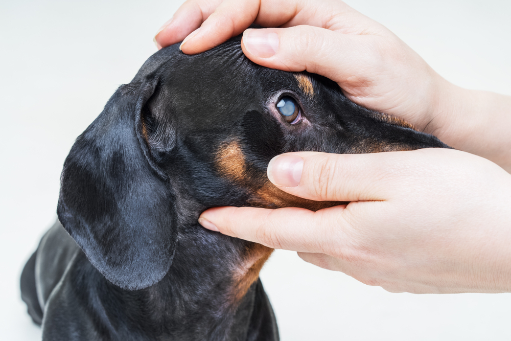 vet checking dog's eyes