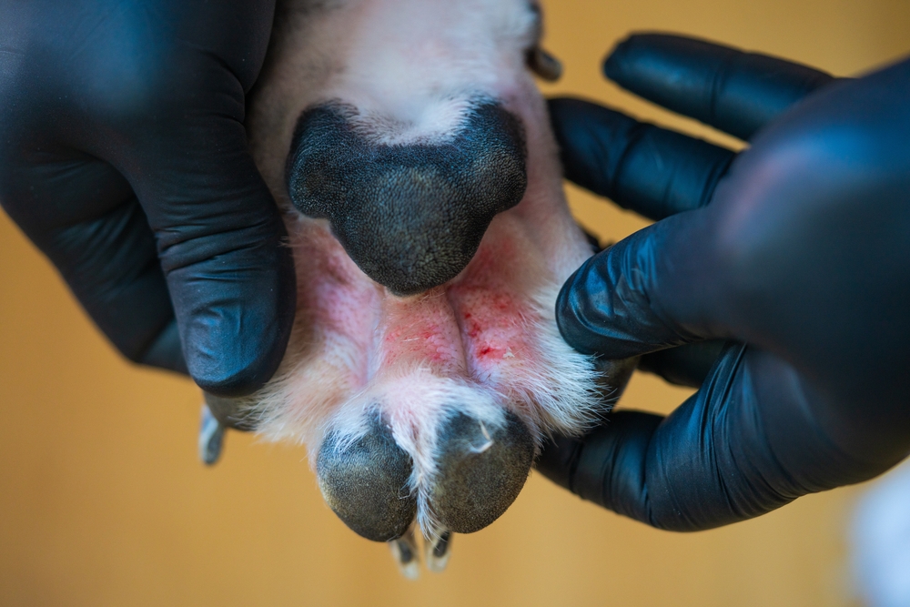 vet checking dog's paw pad