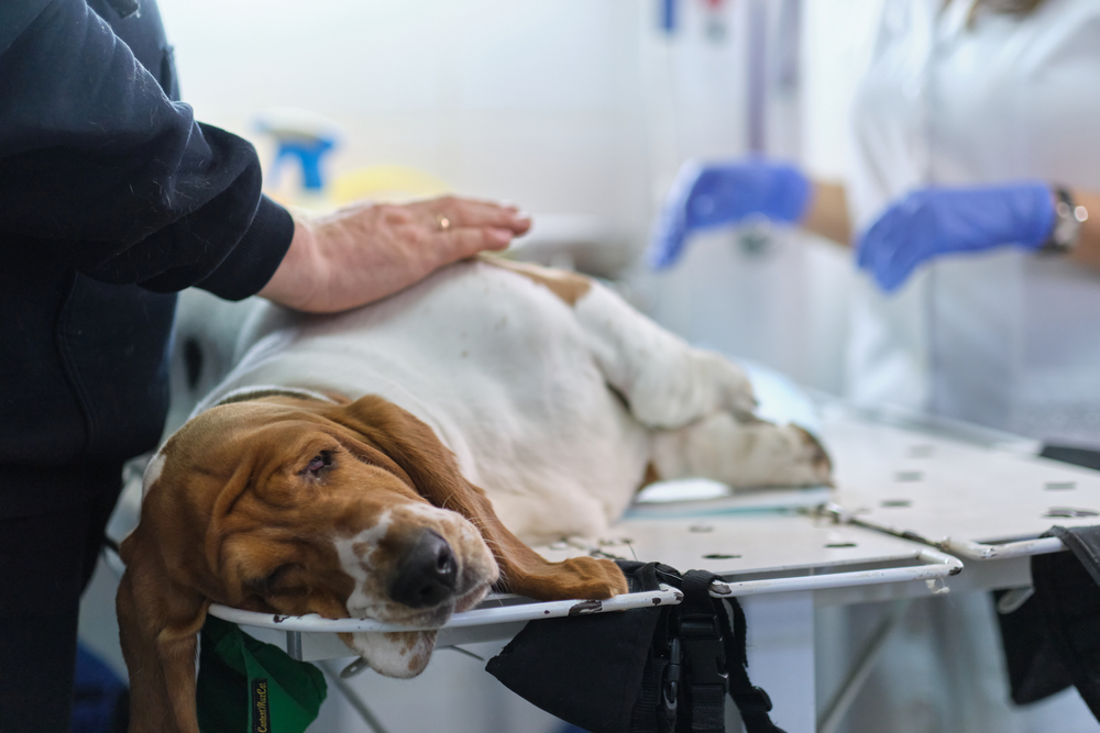 vet examines a dog's suture after healing belly scar on dog stomach after surgery