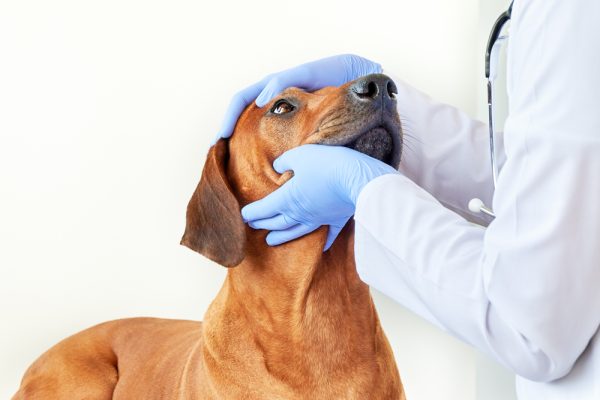 vet examining dog's eyes