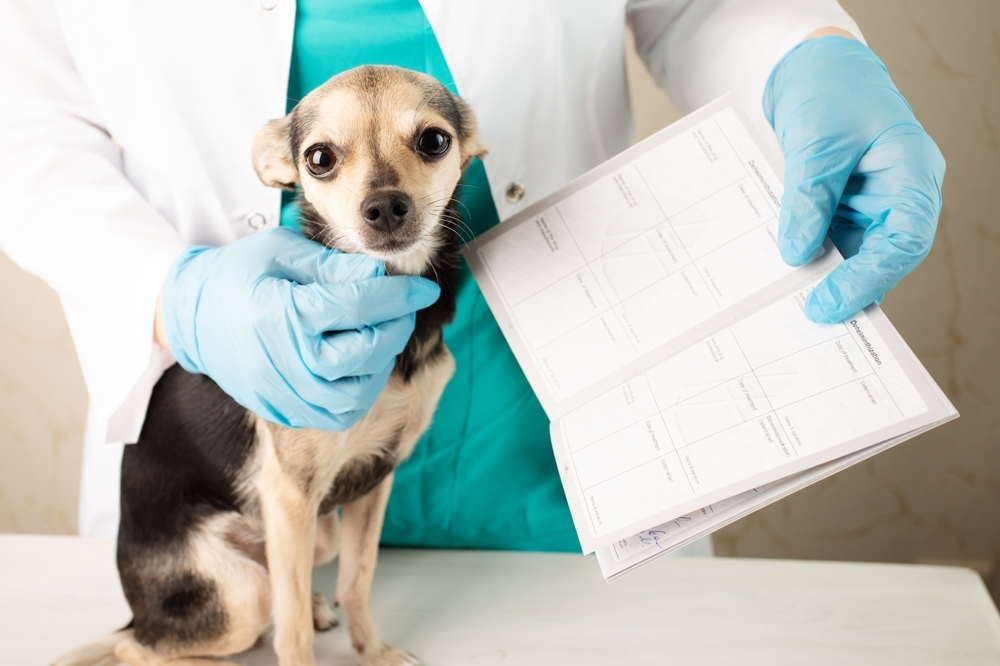 vet-holding-a-dog-and-dog-passport