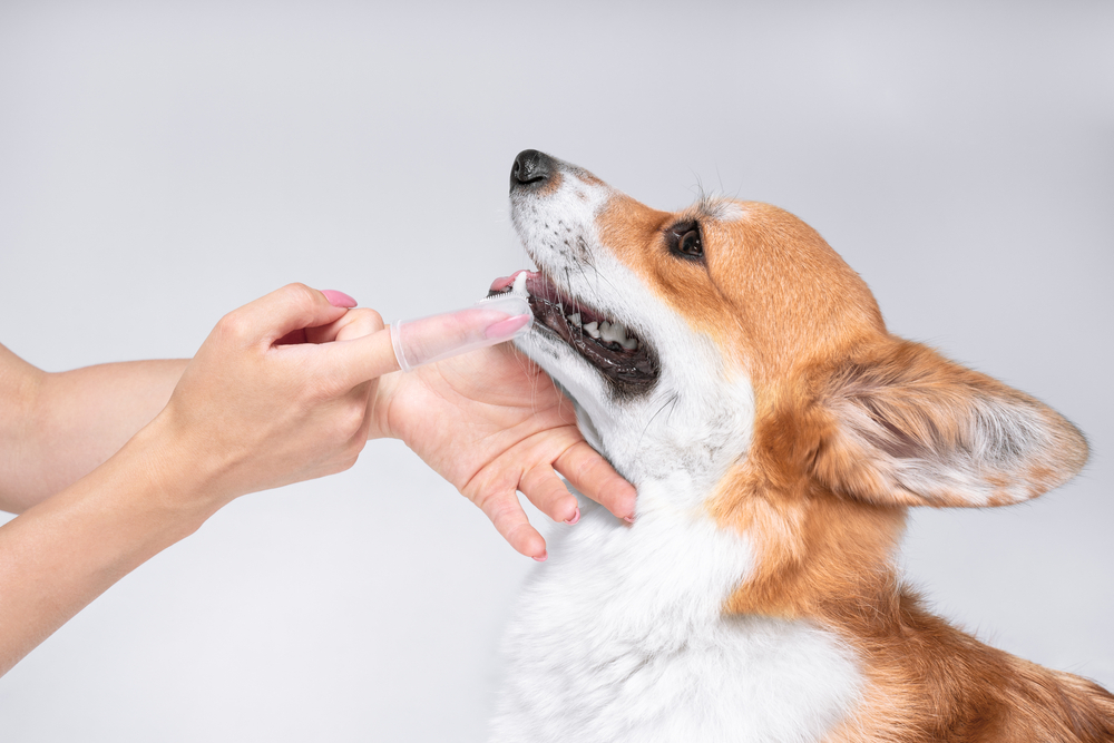 vet is brushing the teeth of a Welsh corgi