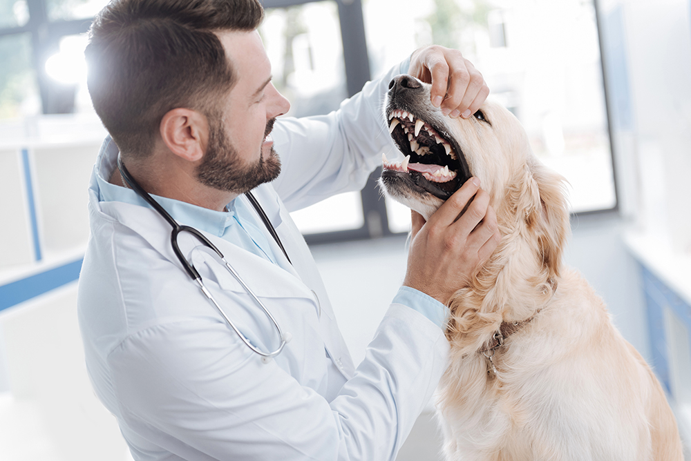veterinarian checking dog's teeth