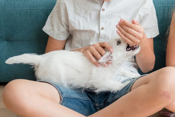 west-highland-white-terrier-bites-a-kid-while-playing