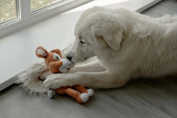 white-dog-playing-his-toy-indoor