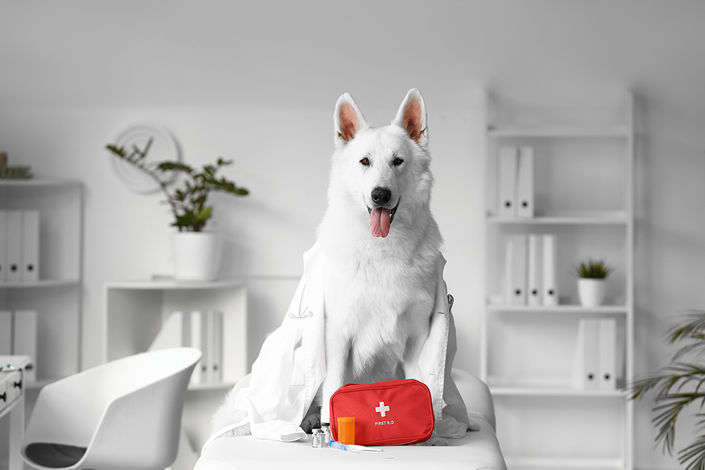 White Shepherd dog with first aid kit bag
