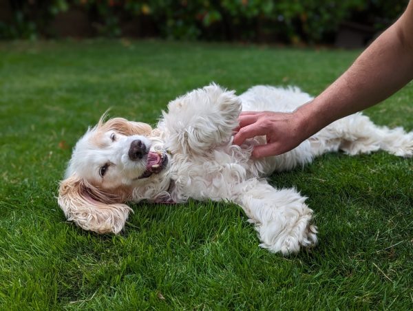 white fluffy dog getting tickled by owner