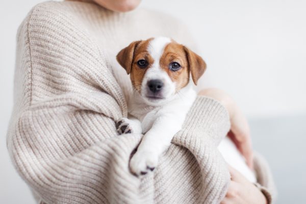 woman holding jack russell terrier puppy