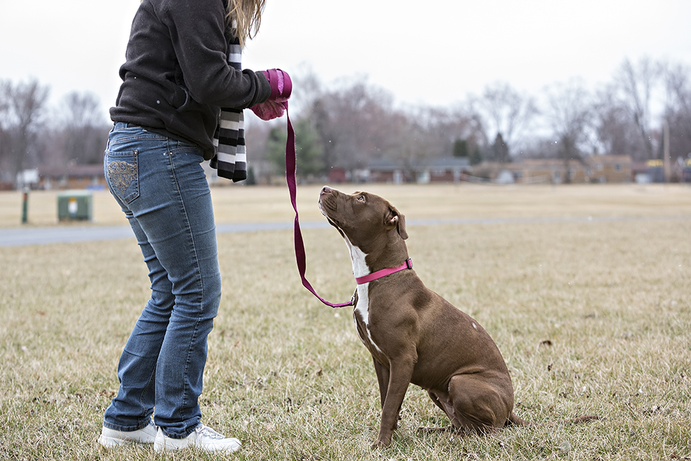 woman training a Brown Pitbull mix dog