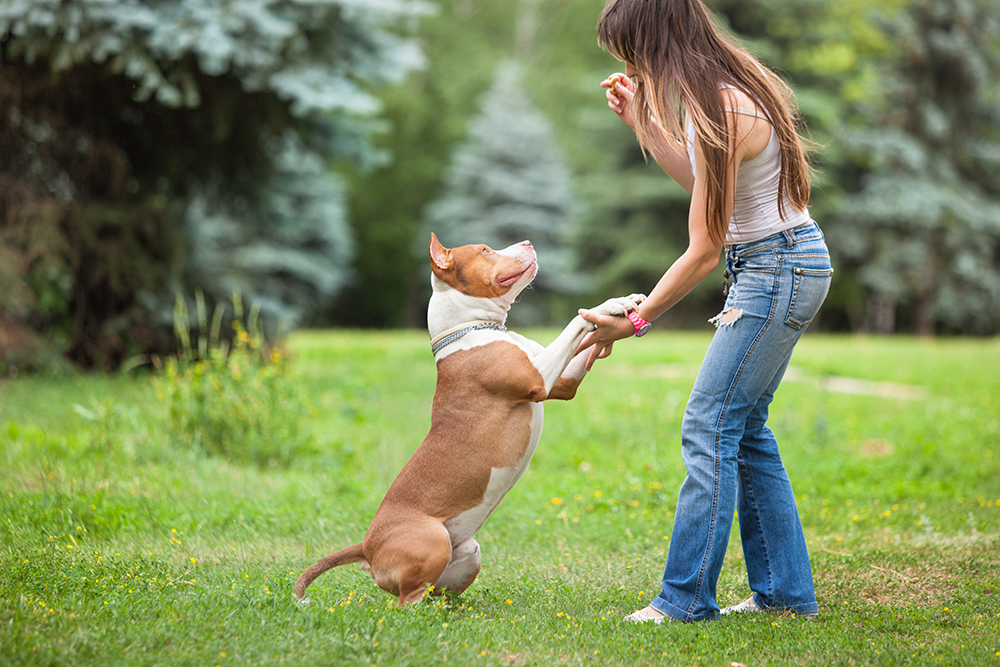 woman training a pitbull dog at the park