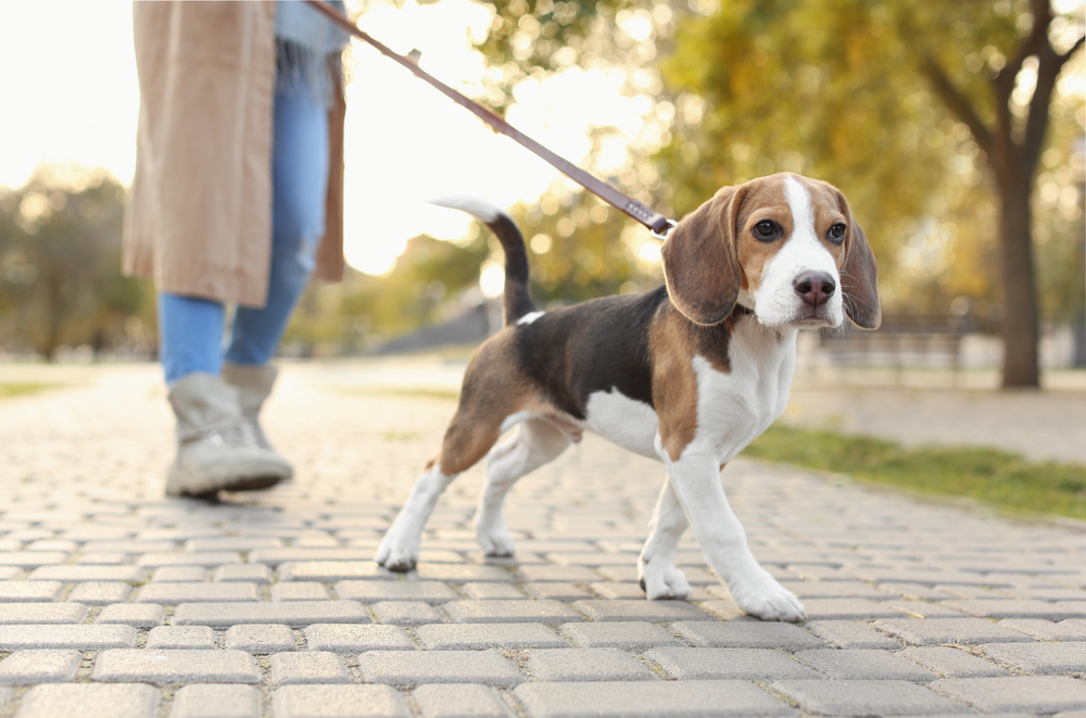 woman walking her beagle at the park