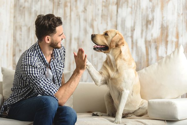 young man and labrador dog sitting in the sofa doing high five