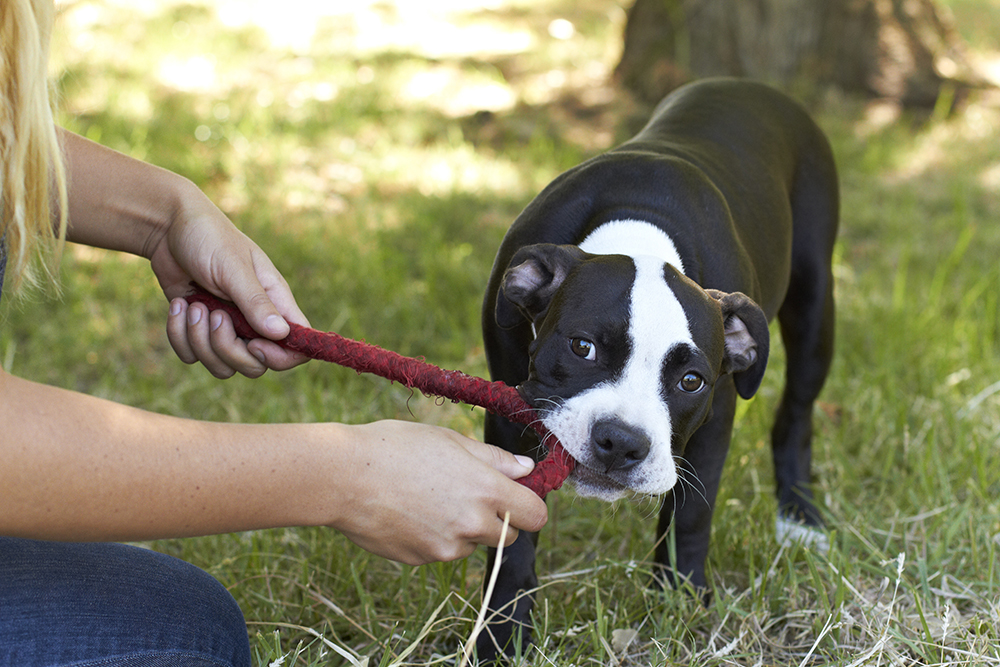 Young Pitbull puppy tugging a rope