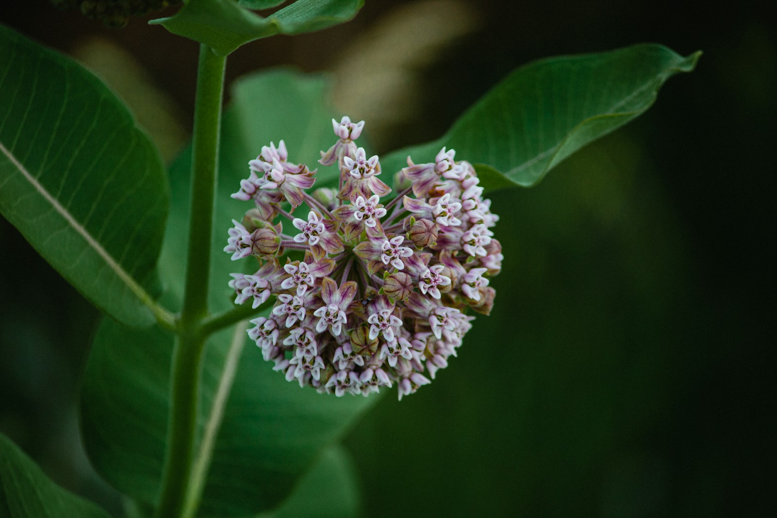 Milkweed white and pink flower in tilt shift lens