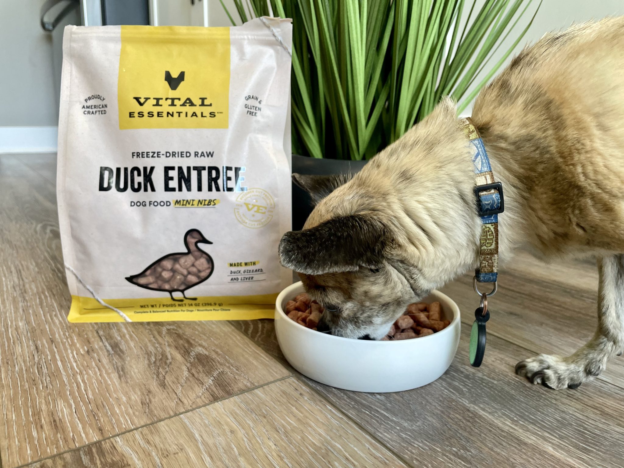 Vital Essentials Dog Food Review 2025: An Expert's Breakdown – Dogster