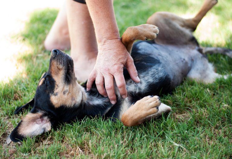 Why Do Dogs Kick Their Legs When You Scratch Them? 6 Possible Reasons Explained Dogster