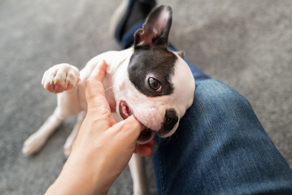Boston Terrier biting a mans finger