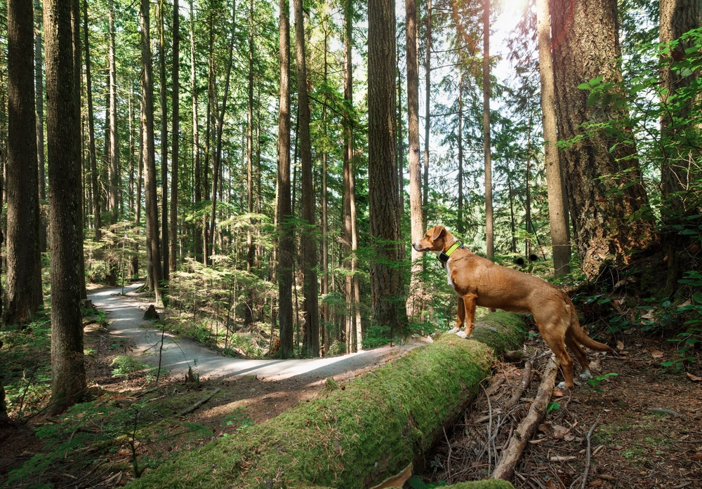 Curios dog in forest wearing a GPS tracker