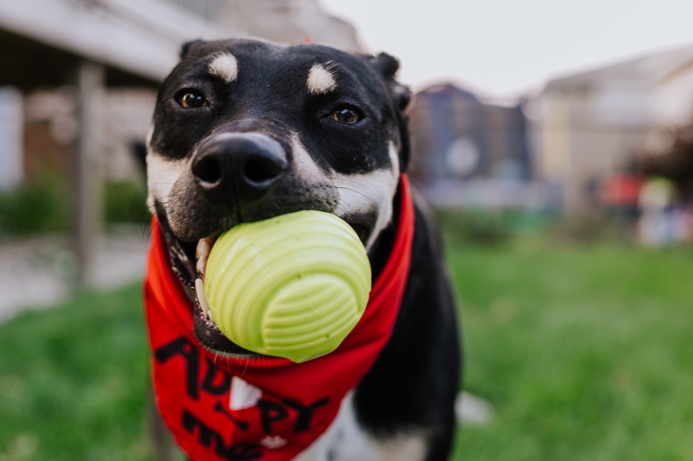 Dog playing with ball in park