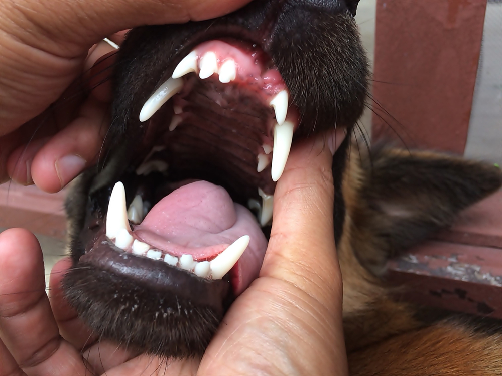 Dog with a broken tooth exposed