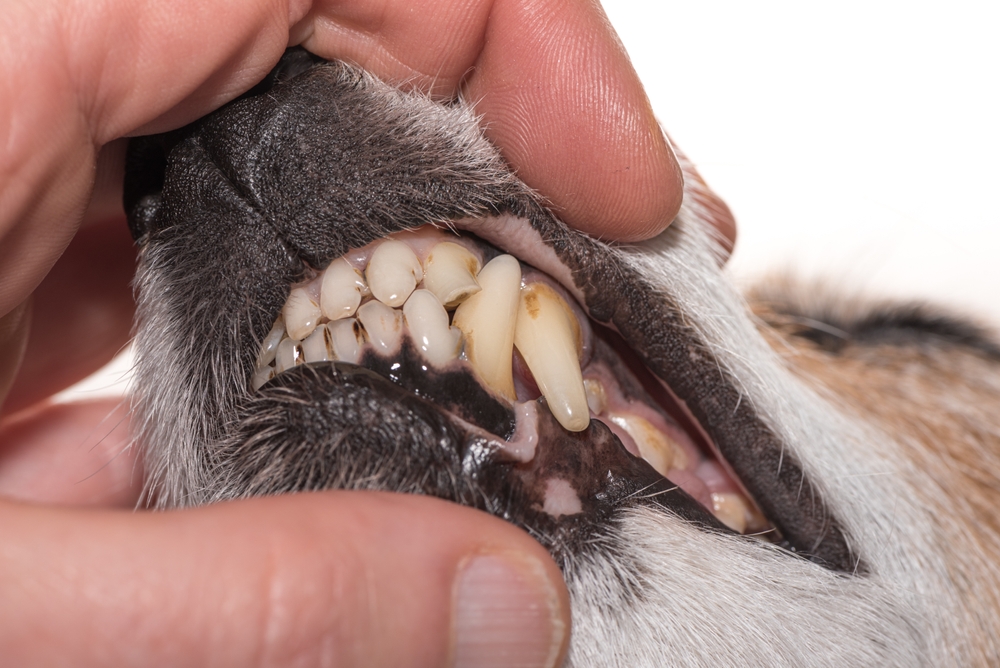 Dog's teeth with broken tooth and exposed root canal