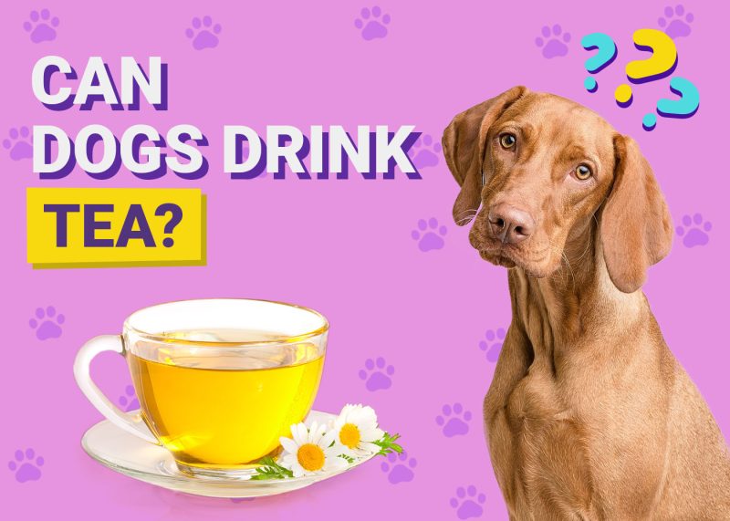 Dogster-Can-Dogs-Drink-Tea