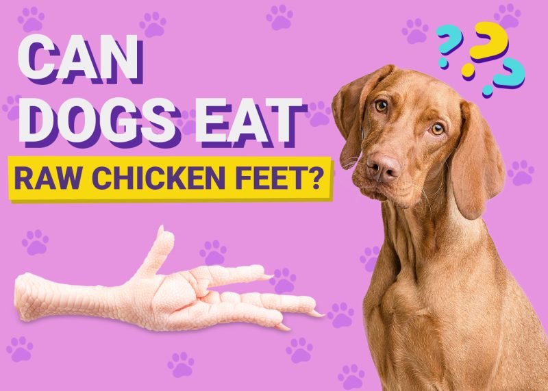 Dogster-Can-Dogs-Eat Raw Chicken Feet