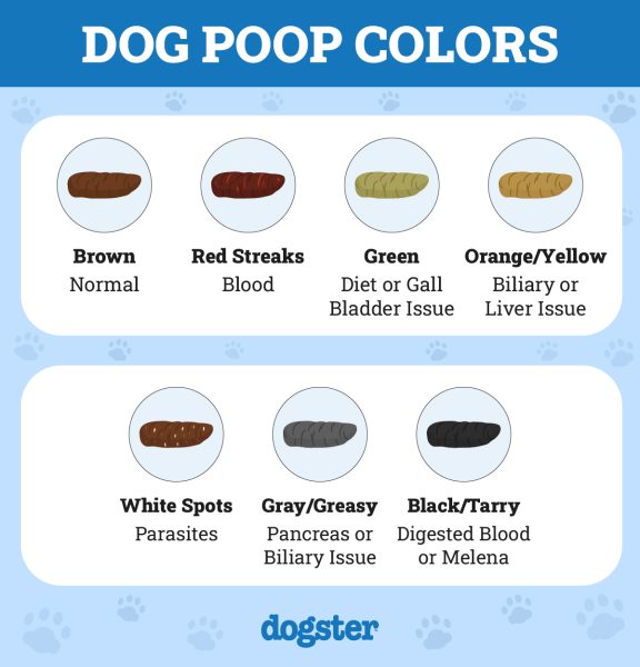 10 Facts About a Dog's Digestive System: Vet Approved Guide – Dogster