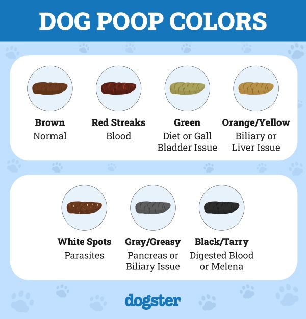 Abnormal Dog Stool: Our Vet Discusses Signs, Causes & Treatment – Dogster