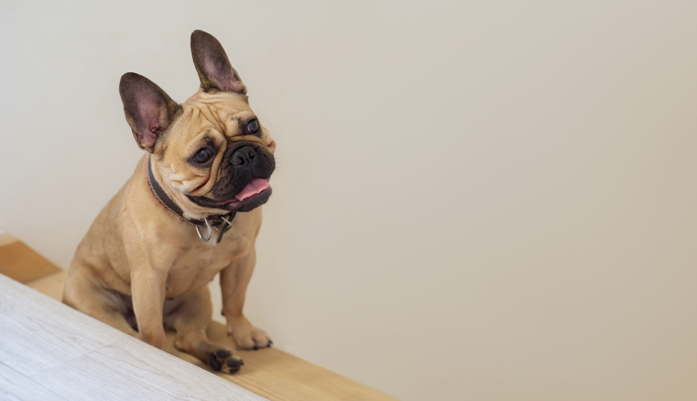 French Bulldog sits on a wooden stair