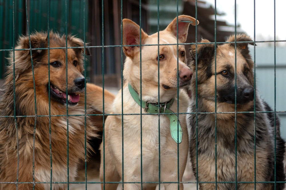 Homeless dogs in the shelter