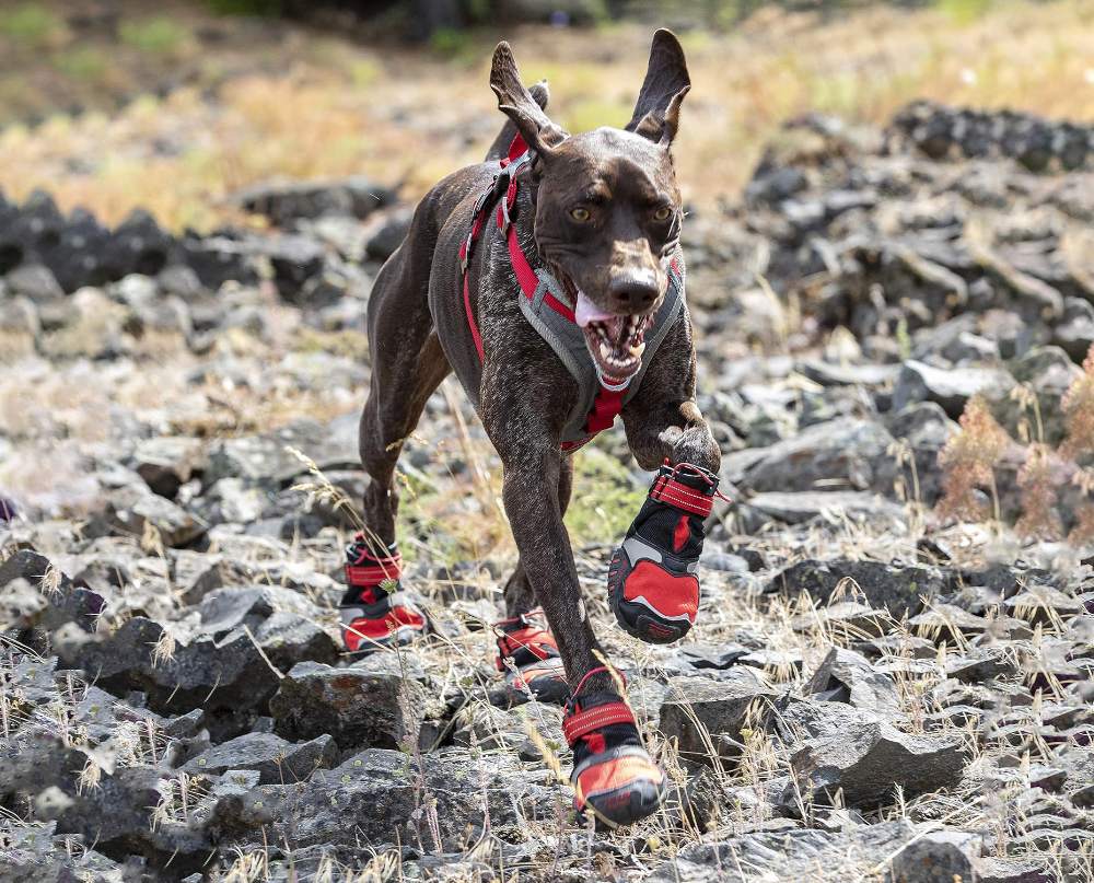 Kurgo blaze cross dog shoes review 2025 pros cons verdict dogster