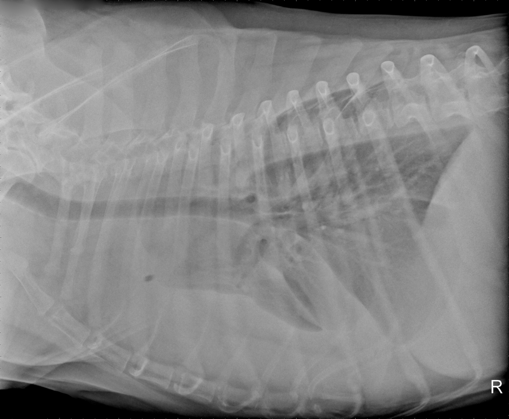 Lateral X-ray radiograph of chest thorax of a dog with fluid around the lungs