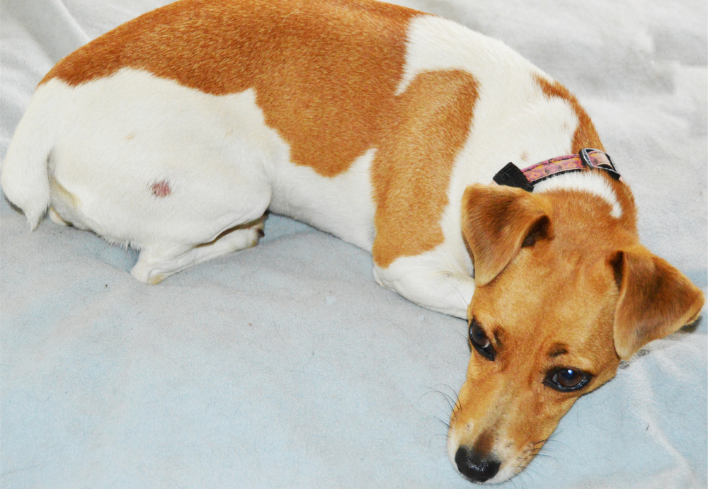 Luna the Jack Russell suffering from ringworm on her rump