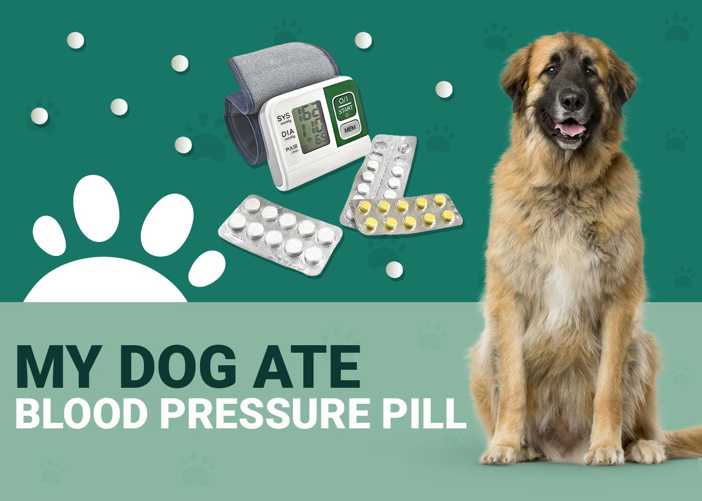 My Dog Ate My Blood Pressure Pill Should I Be Worried Our Vet Answers my-dog-ate-my-blood-pressure-pill-should-i-be-worried-our-vet-answers