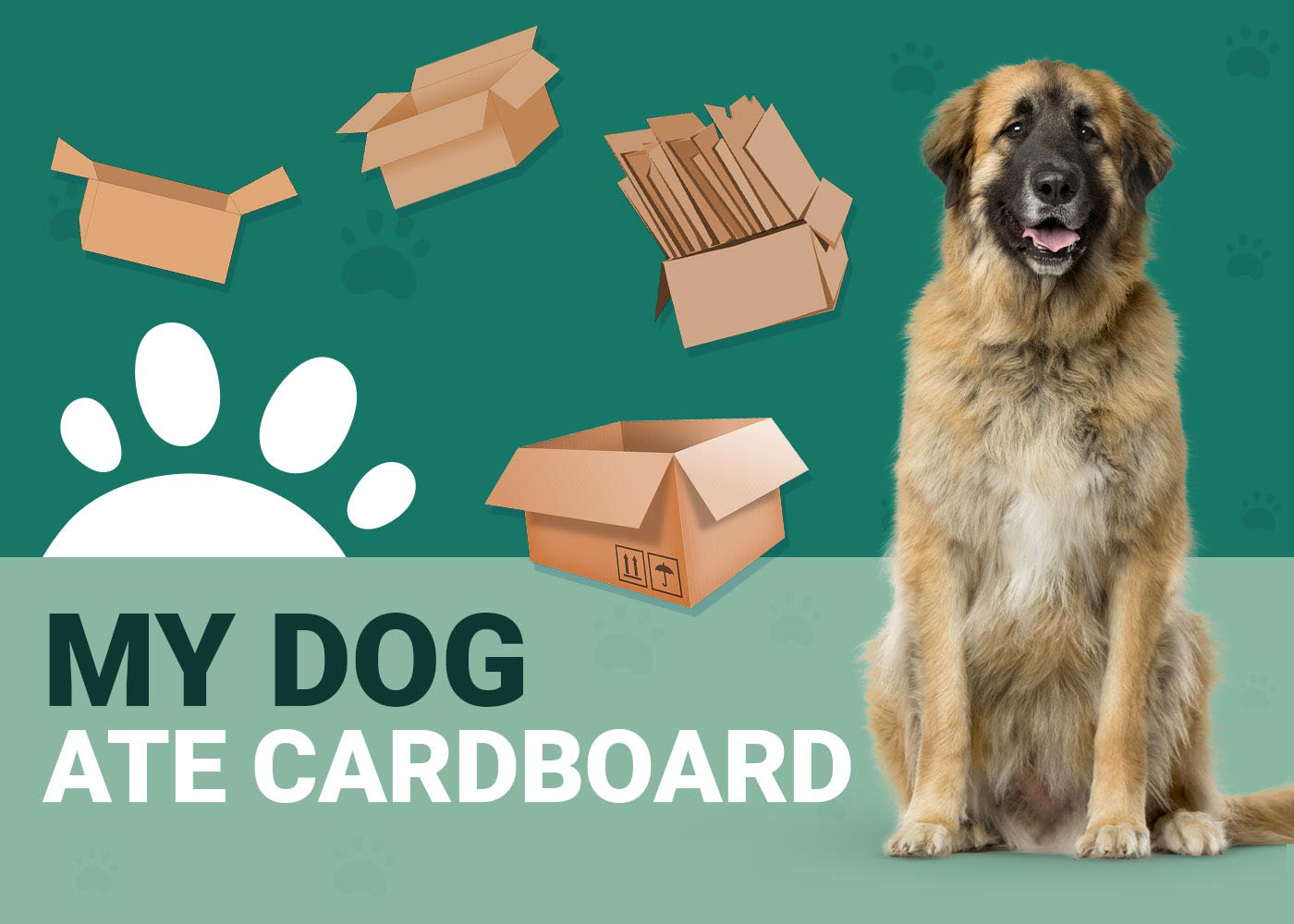 My Dog Ate Cardboard Should I Be Worried? Our Vet Answers Dogster