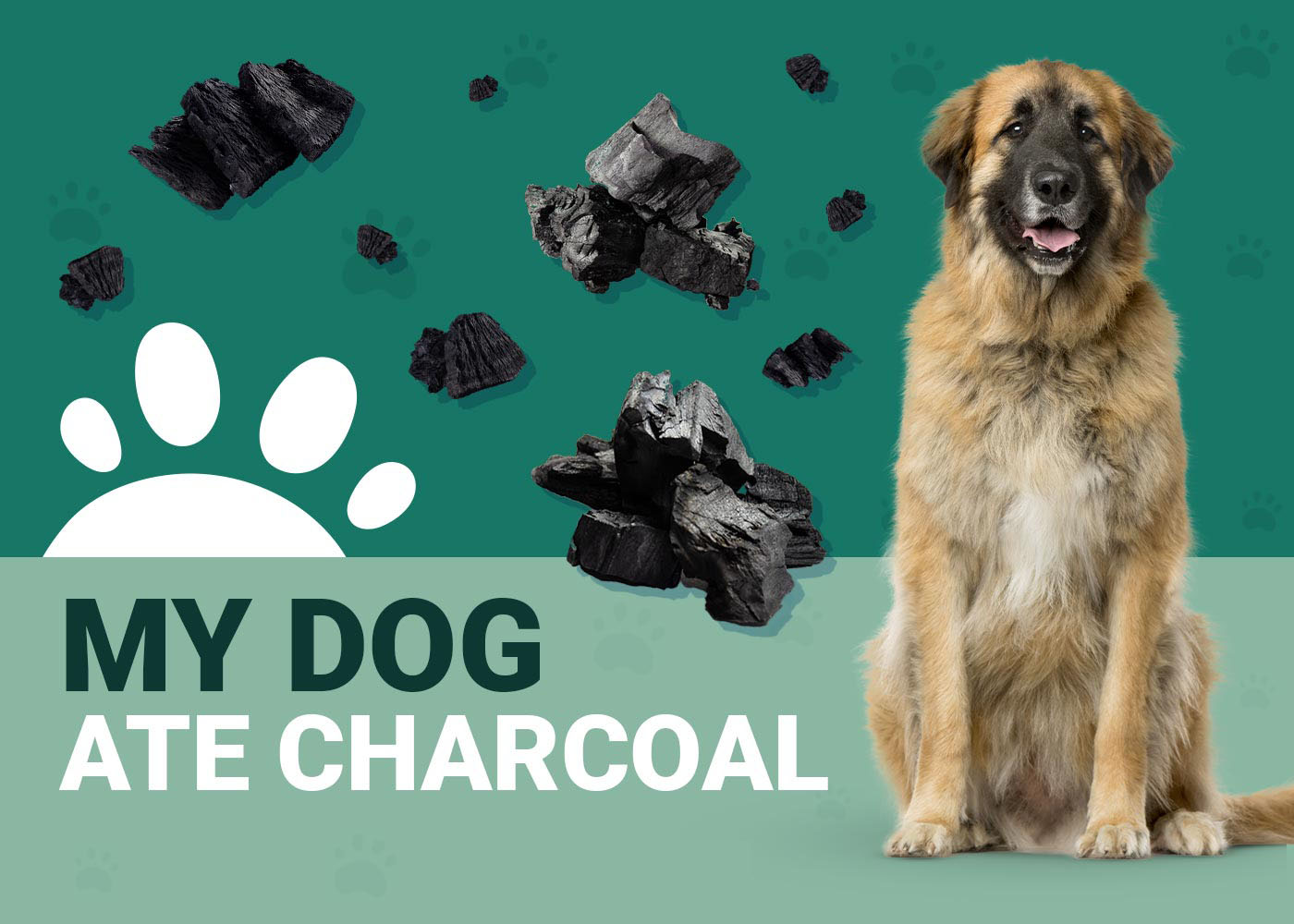 My Dog Ate Charcoal! What Do I Do? VetApproved Advice Dogster